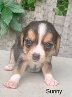 Sunny, a female Beagle for sale in Marshall, AR – 1 of 2