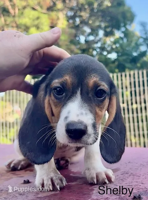 Shelby – Beagle puppy for sale in Marshall, AR
