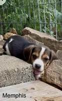 Memphis, a male Beagle for sale in Marshall, AR – 2 of 4