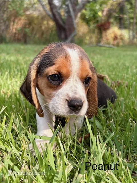 Peanut – Beagle puppy for sale in Marshall, AR