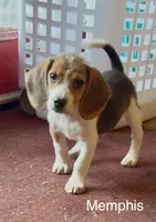 Memphis, a male Beagle for sale in Marshall, AR – 2 of 7