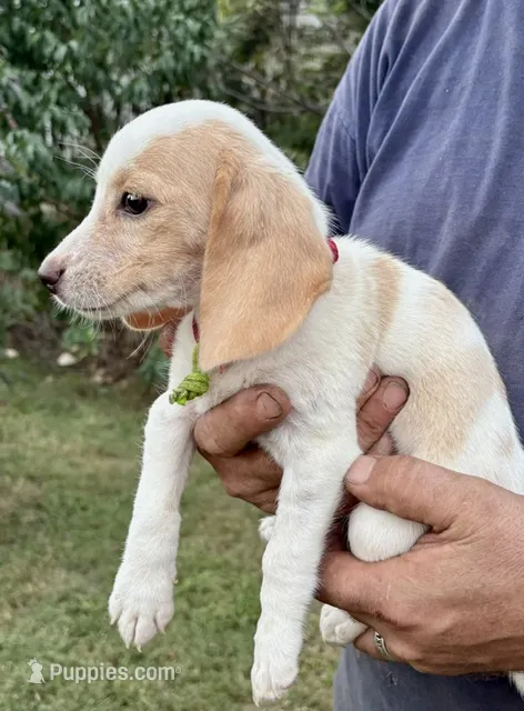 Cherry – Beagle puppy for sale in Marshall, AR