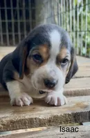 Isaac, a male Beagle for sale in Marshall, AR – 2 of 2