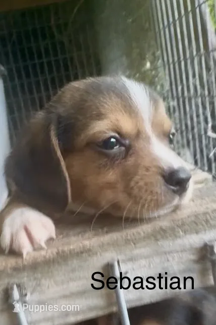Sebastian – Beagle puppy for sale in Marshall, AR