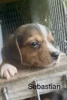 Sebastian, a male Beagle for sale in Marshall, AR – 1 of 5