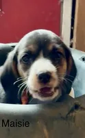 Maisie, a male Beagle for sale in Marshall, AR – 3 of 5