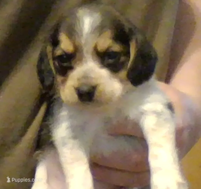 Louie – Beagle puppy for sale in Marshall, AR