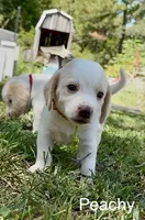 Peachy, a female Beagle for sale in Marshall, AR – 3 of 4