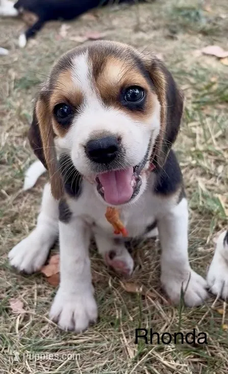 Rhonda – Beagle puppy for sale in Marshall, AR