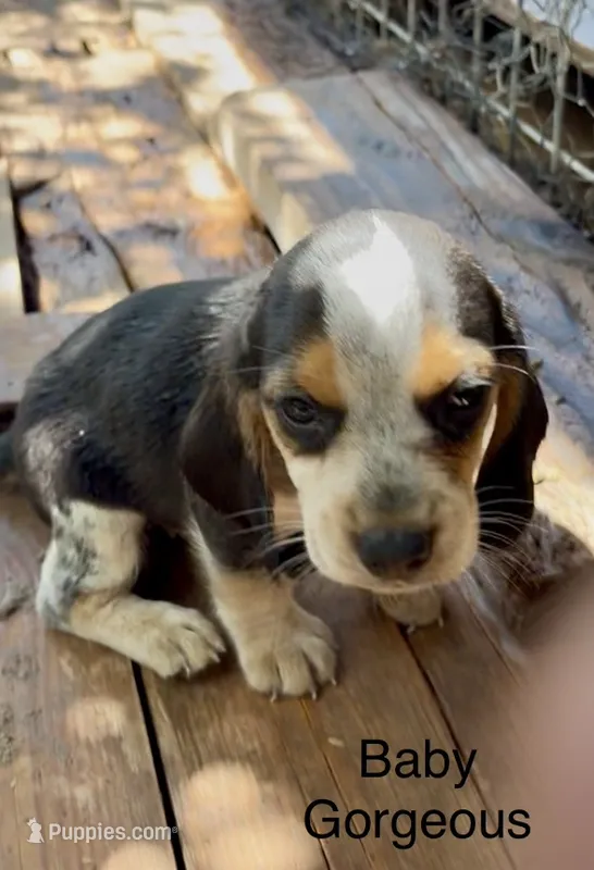 Baby Gorgeous – Beagle puppy for sale in Marshall, AR