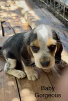 Baby Gorgeous, a female Beagle for sale in Marshall, AR – 4 of 6