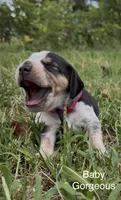 Baby Gorgeous, a female Beagle for sale in Marshall, AR – 1 of 2