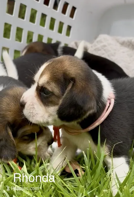 Rhonda – Beagle puppy for sale in Marshall, AR