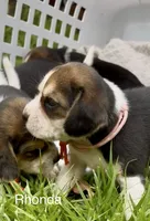 Rhonda, a female Beagle for sale in Marshall, AR – 1 of 1
