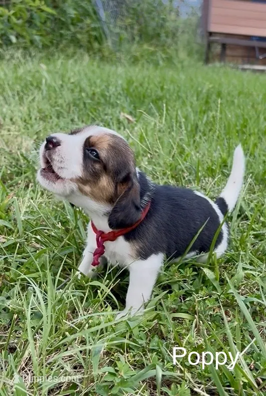 Poppy – Beagle puppy for sale in Marshall, AR