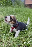 Poppy, a female Beagle for sale in Marshall, AR – 1 of 2
