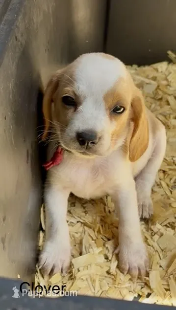 Clover – Beagle puppy for sale in Marshall, AR