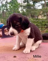 Millie, a female Beagle for sale in Marshall, AR – 2 of 2