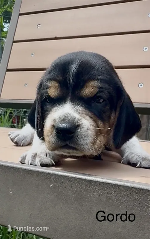 Gordo – Beagle puppy for sale in Marshall, AR