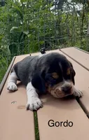Gordo, a male Beagle for sale in Marshall, AR – 2 of 2