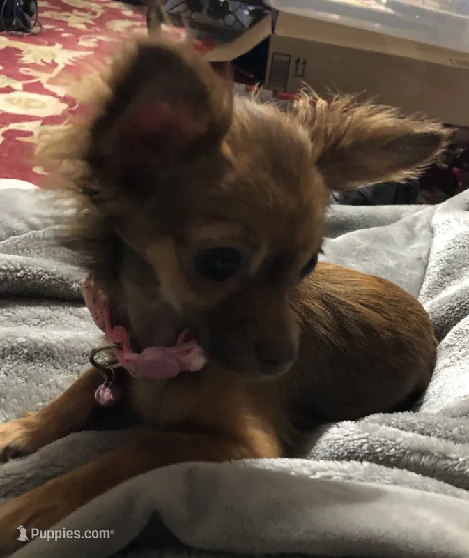 Frankie – Chihuahua puppy for sale in Mansfield, TX