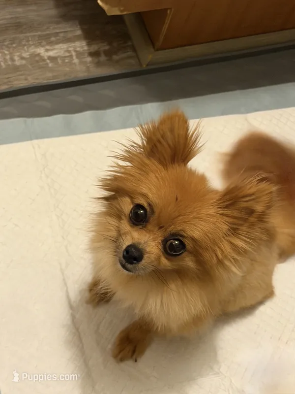 Bella – Pomeranian puppy for sale in Mansfield, TX
