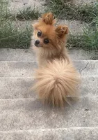 Bella, a female Pomeranian for sale in Mansfield, TX – 2 of 2