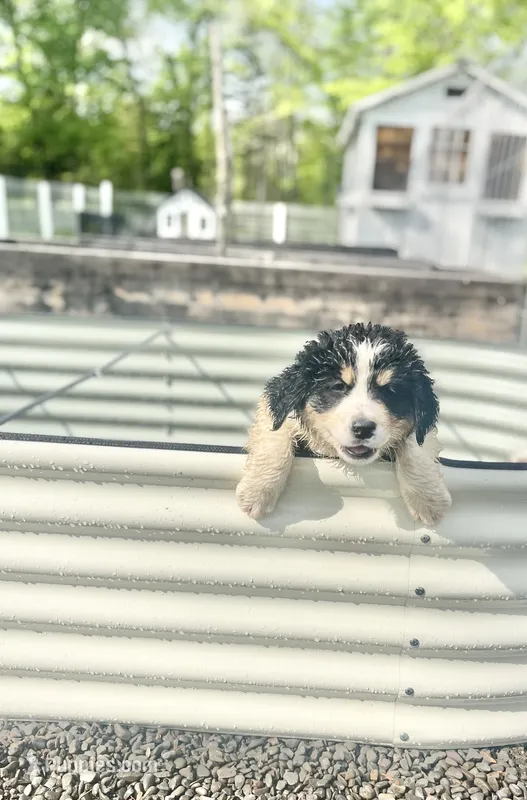 Daisy  – Bernese Mountain Dog, Great Pyrenees puppy for sale in Gardiner, NY