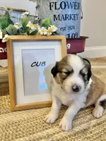 Cub , a male Bernese Mountain Dog and Great Pyrenees for sale in Gardiner, NY – Photo 3 of 4
