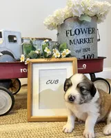 Cub , a male Bernese Mountain Dog and Great Pyrenees for sale in Gardiner, NY – Photo 4 of 4