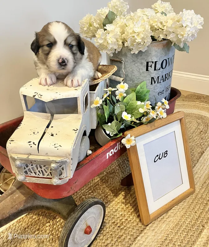 Cub  – Bernese Mountain Dog, Great Pyrenees puppy for sale in Gardiner, NY