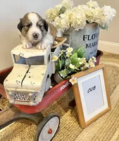 Cub , a male Bernese Mountain Dog and Great Pyrenees for sale in Gardiner, NY – Photo 1 of 4
