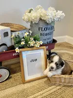 Cub , a male Bernese Mountain Dog and Great Pyrenees for sale in Gardiner, NY – Photo 2 of 4