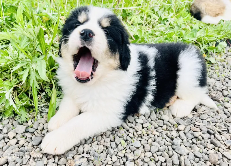 April  – Bernese Mountain Dog, Great Pyrenees puppy for sale in Gardiner, NY