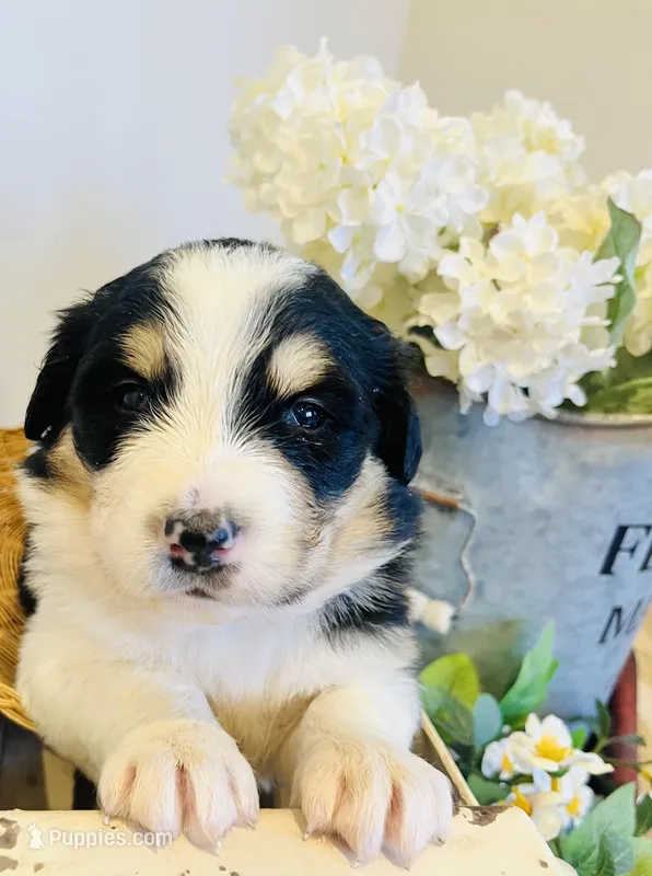 April  – Bernese Mountain Dog, Great Pyrenees puppy for sale in Gardiner, NY