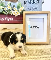 April , a female Bernese Mountain Dog and Great Pyrenees for sale in Gardiner, NY – Photo 3 of 4
