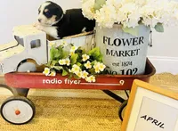 April , a female Bernese Mountain Dog and Great Pyrenees for sale in Gardiner, NY – Photo 2 of 4