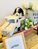 April , a female Bernese Mountain Dog and Great Pyrenees for sale in Gardiner, NY – Photo 4 of 4
