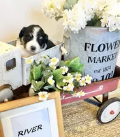 River , a male Bernese Mountain Dog and Great Pyrenees for sale in Gardiner, NY – Photo 2 of 4