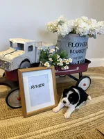 River , a male Bernese Mountain Dog and Great Pyrenees for sale in Gardiner, NY – Photo 4 of 4