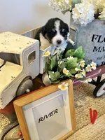 River , a male Bernese Mountain Dog and Great Pyrenees for sale in Gardiner, NY – Photo 3 of 4