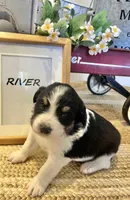 River , a male Bernese Mountain Dog and Great Pyrenees for sale in Gardiner, NY – Photo 1 of 4