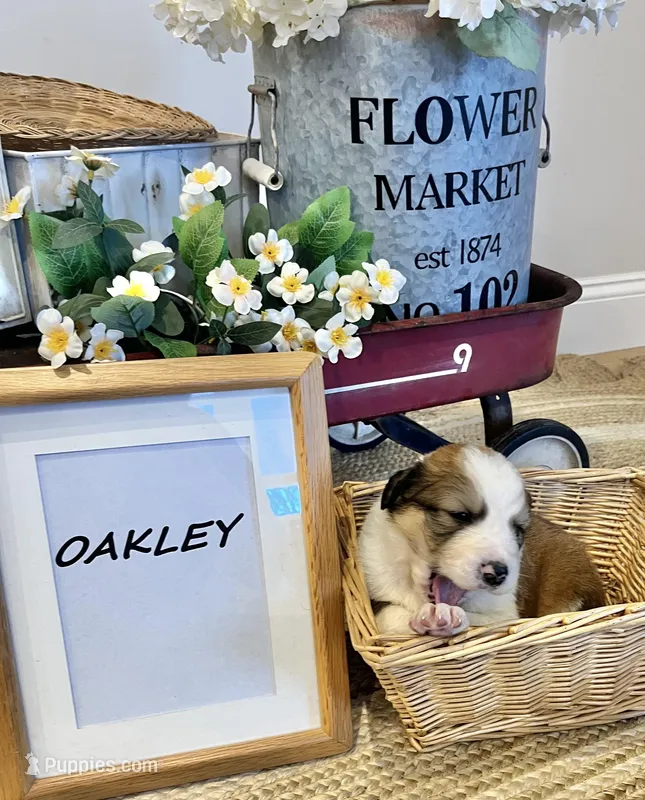 Oakley  – Bernese Mountain Dog, Great Pyrenees puppy for sale in Gardiner, NY