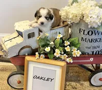Oakley , a male Bernese Mountain Dog and Great Pyrenees for sale in Gardiner, NY – Photo 2 of 4