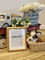Oakley , a male Bernese Mountain Dog and Great Pyrenees for sale in Gardiner, NY – Photo 3 of 4