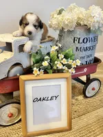 Oakley , a male Bernese Mountain Dog and Great Pyrenees for sale in Gardiner, NY – Photo 4 of 4