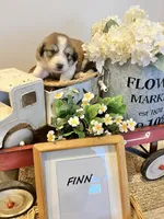 Finn, a male Bernese Mountain Dog and Great Pyrenees for sale in Gardiner, NY – Photo 2 of 3