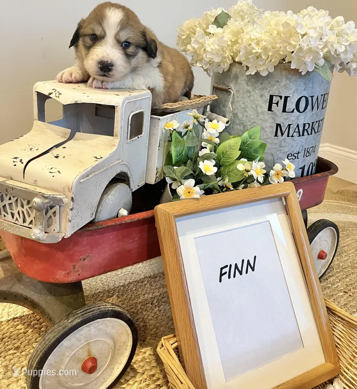 Finn – Bernese Mountain Dog, Great Pyrenees puppy for sale in Gardiner, NY