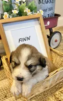 Finn, a male Bernese Mountain Dog and Great Pyrenees for sale in Gardiner, NY – Photo 3 of 3