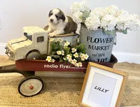 Lilly , a female Bernese Mountain Dog and Great Pyrenees for sale in Gardiner, NY – Photo 3 of 4